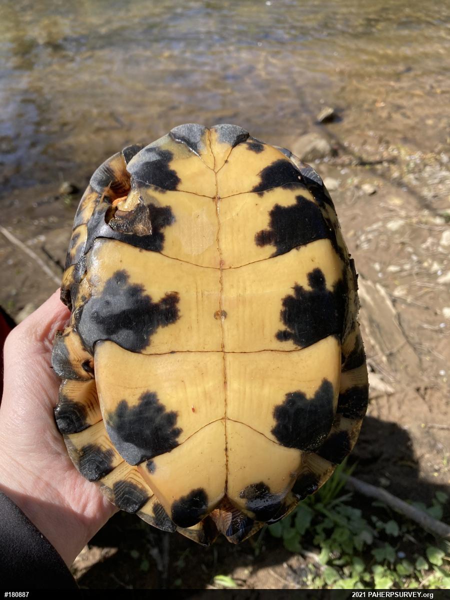 Wood Turtle