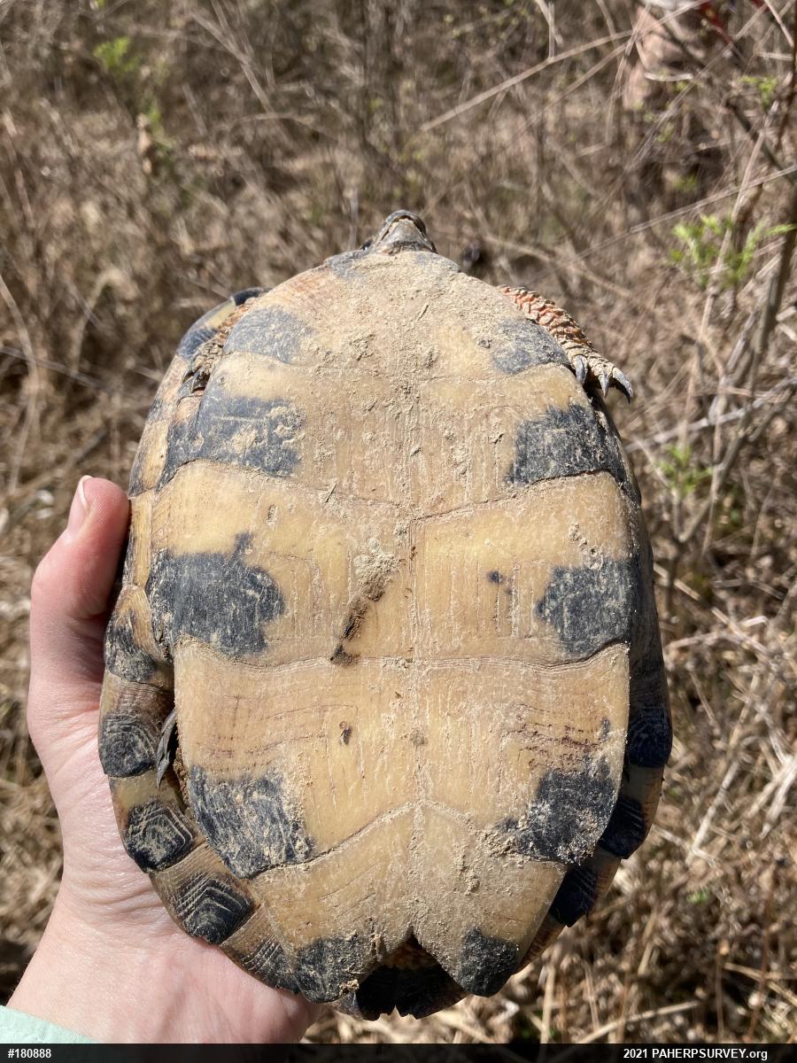 Wood Turtle