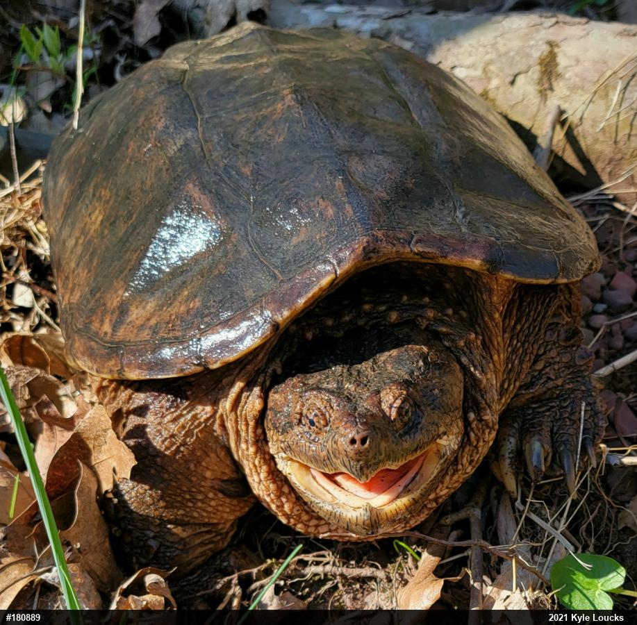 Snapping Turtle