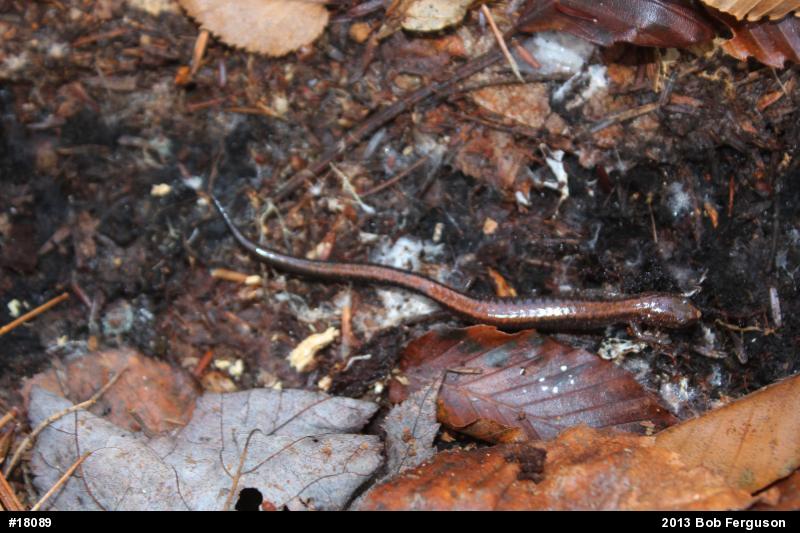 Eastern Red-backed  Salamander