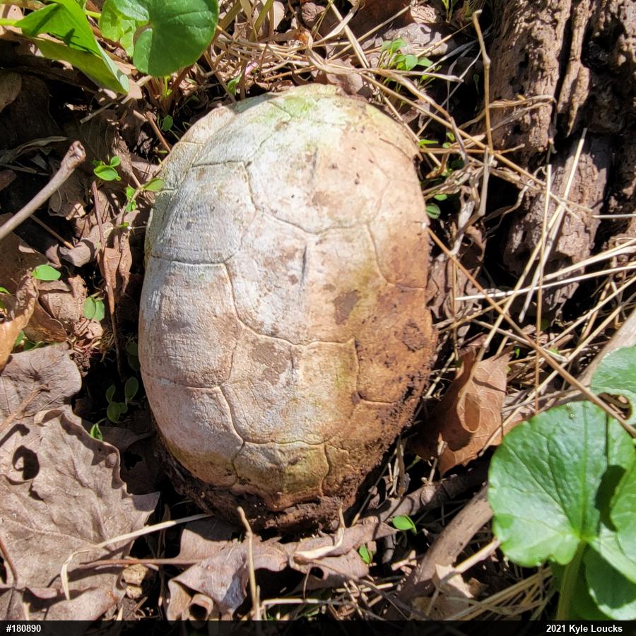 Eastern Box Turtle