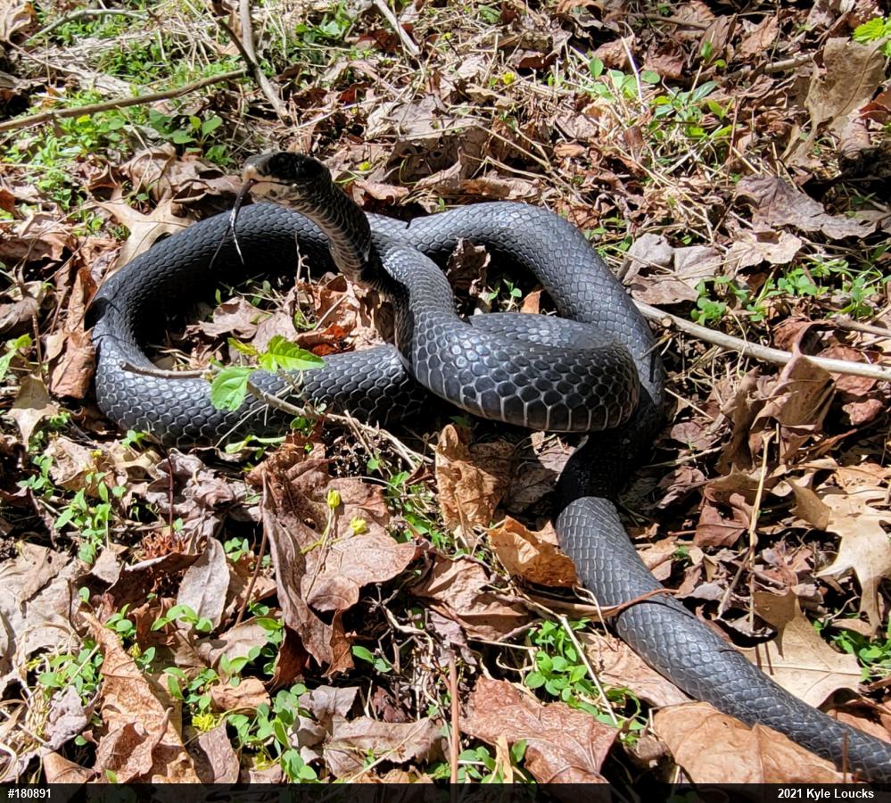 Northern Black Racer