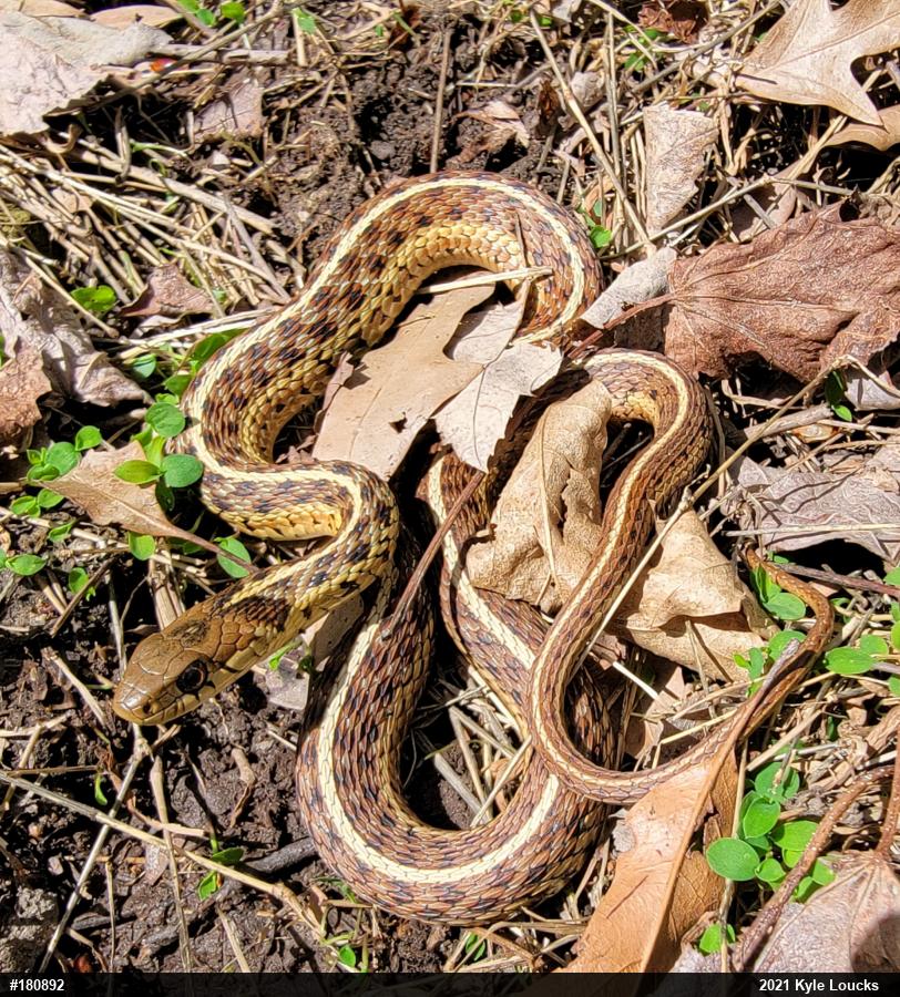 Eastern Gartersnake