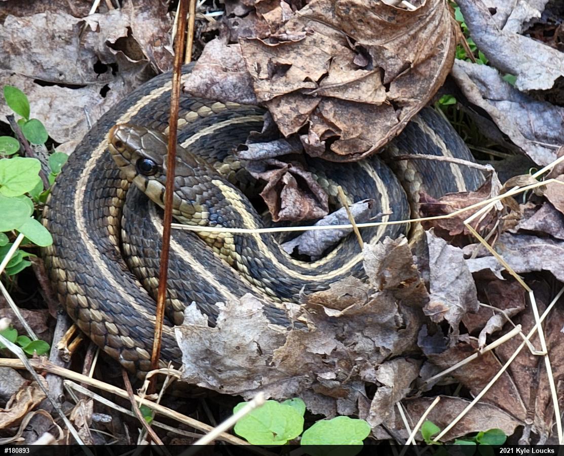 Eastern Gartersnake