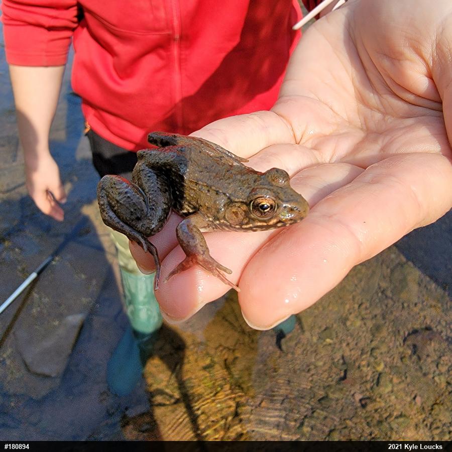 Green Frog