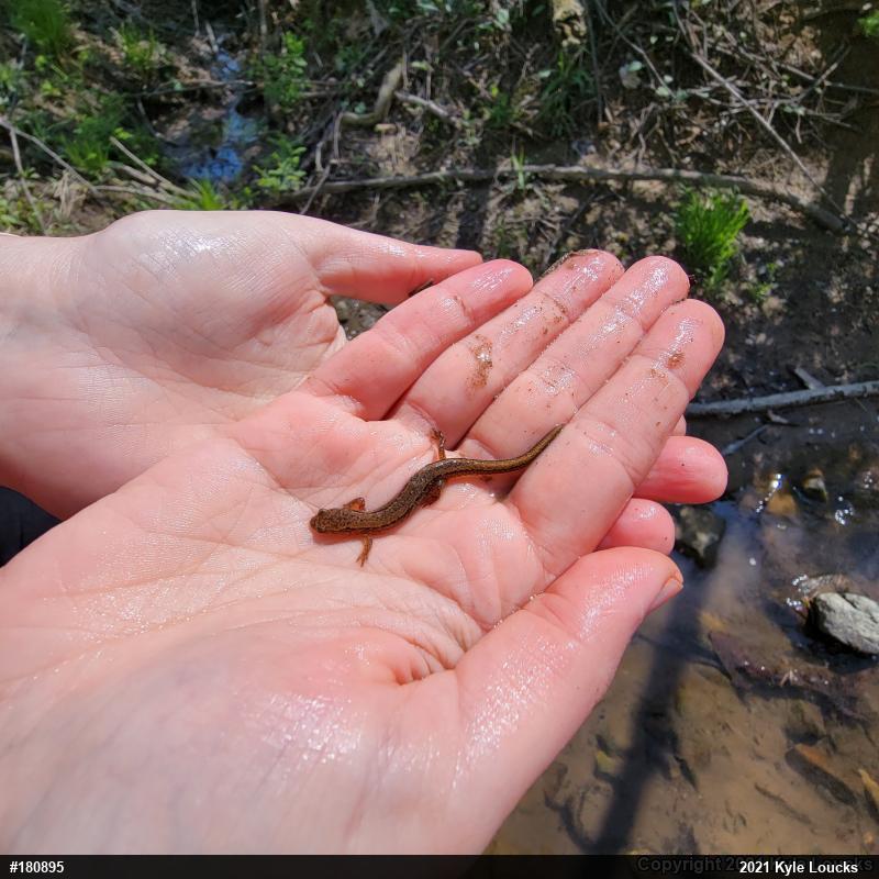 Northern Two-lined Salamander