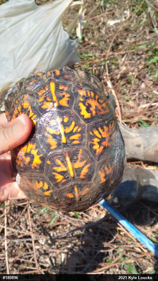 Eastern Box Turtle
