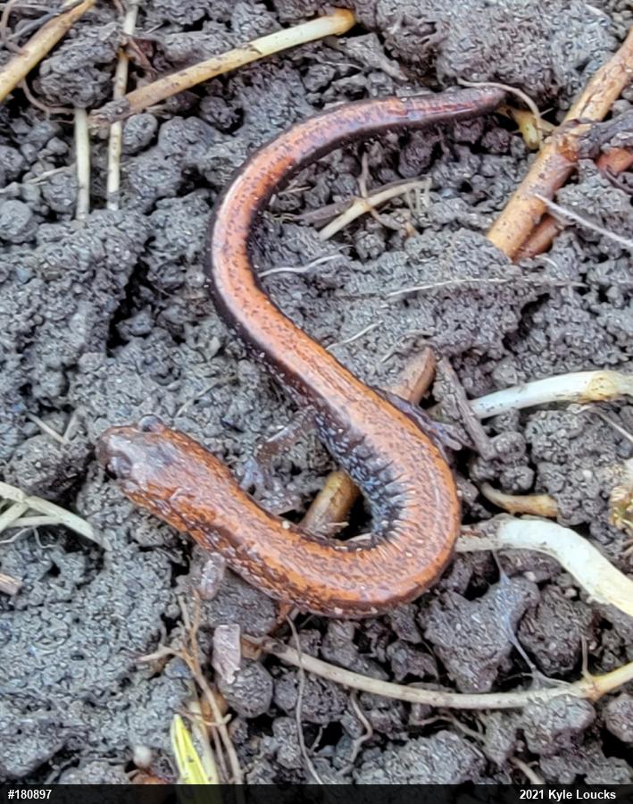 Eastern Red-backed  Salamander