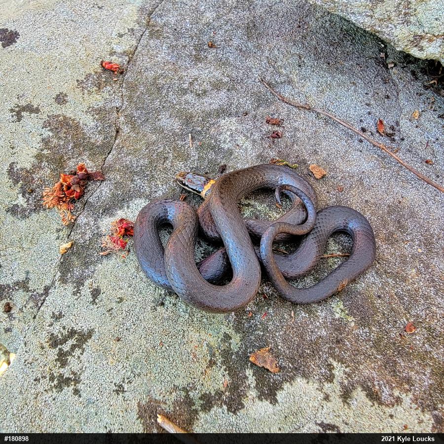 Northern Ring-necked Snake