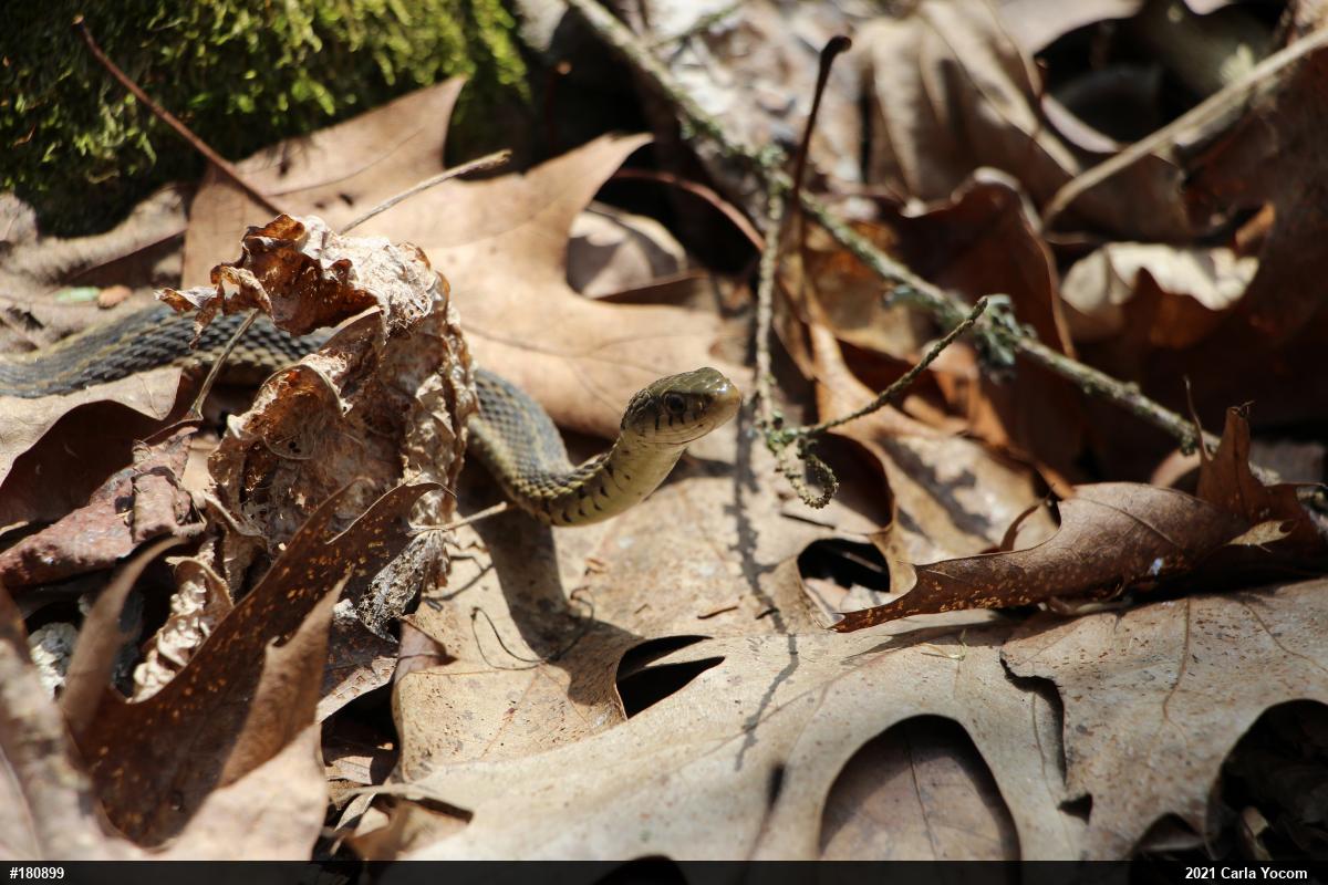 Eastern Gartersnake