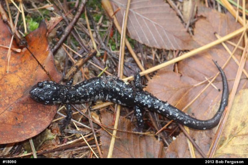 Northern Slimy Salamander