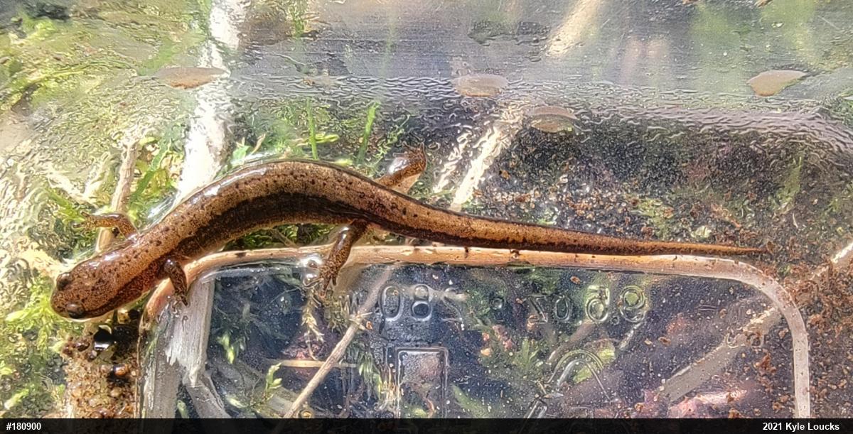 Northern Two-lined Salamander