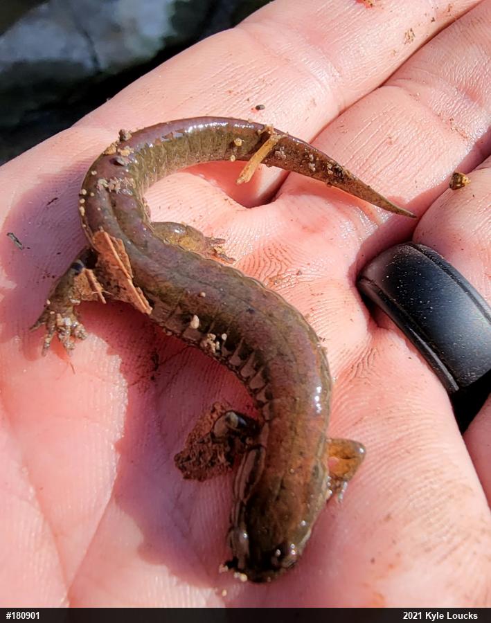 Northern Dusky Salamander