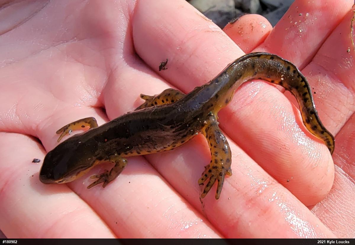 Red-spotted Newt