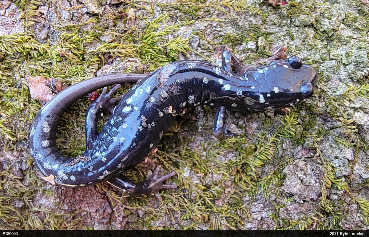 Northern Slimy Salamander