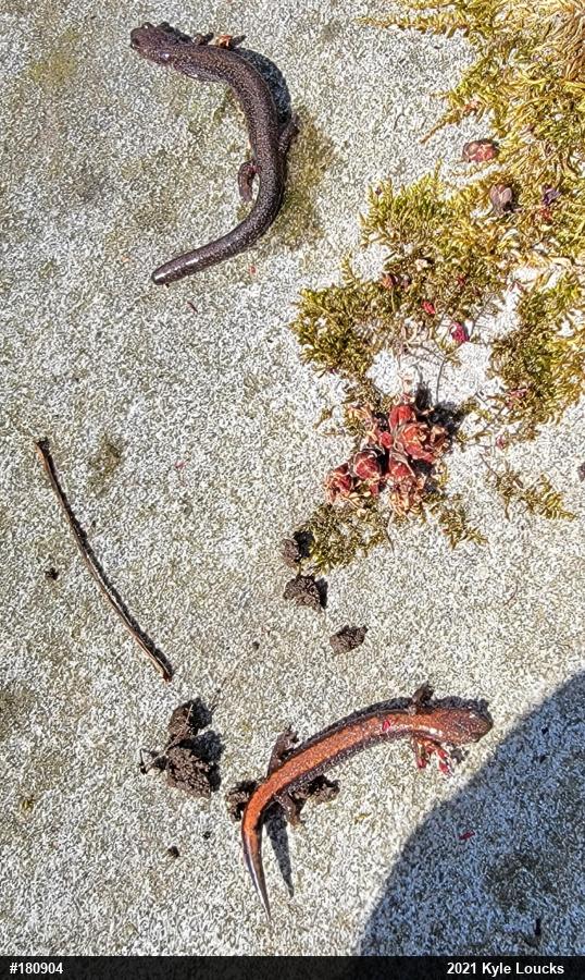 Eastern Red-backed  Salamander