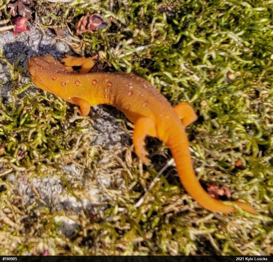 Red-spotted Newt