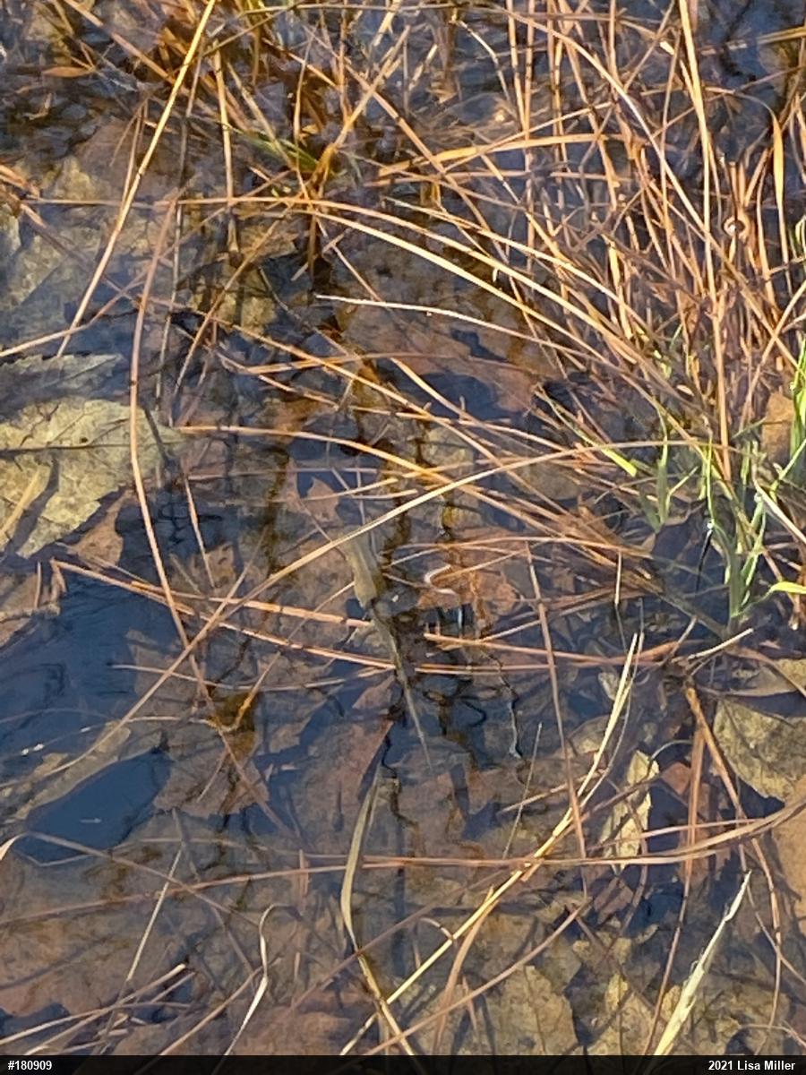 Red-spotted Newt