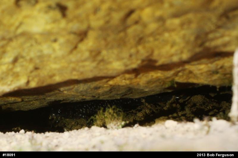 Northern Slimy Salamander