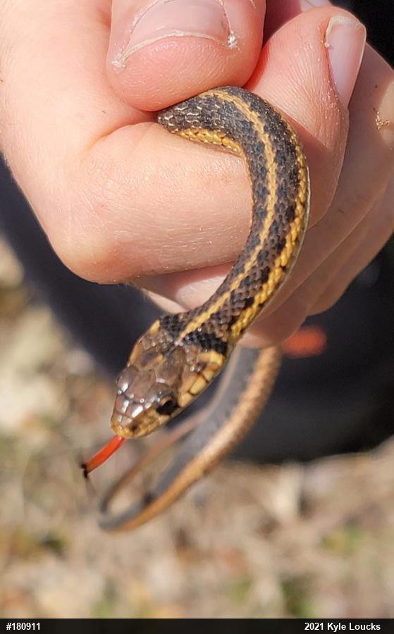 Eastern Gartersnake