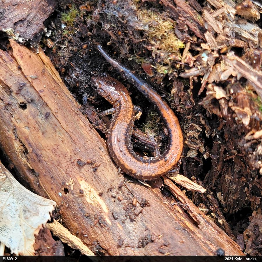 Eastern Red-backed  Salamander