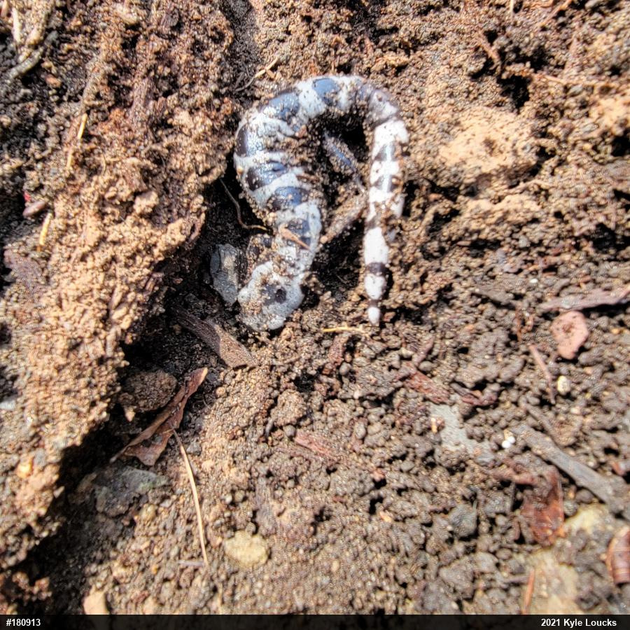 Marbled Salamander