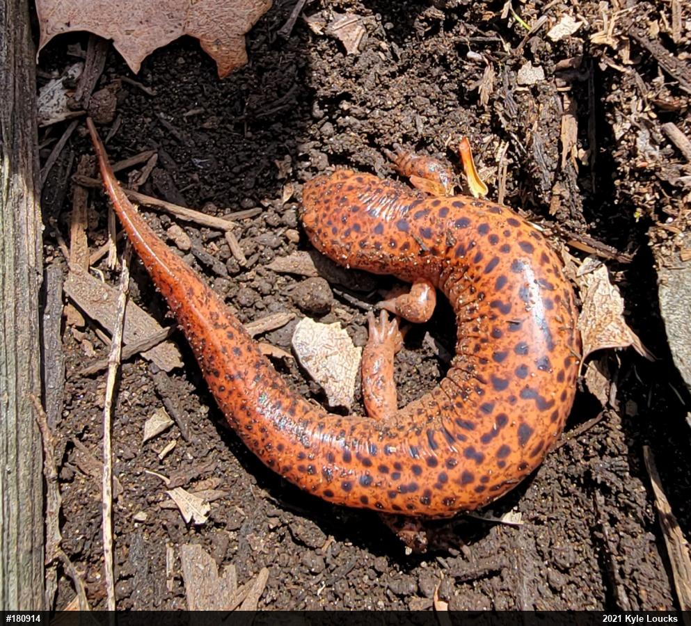 Northern Red Salamander