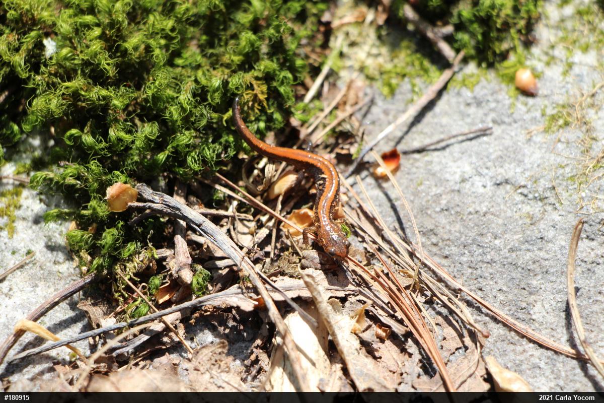 Eastern Red-backed  Salamander