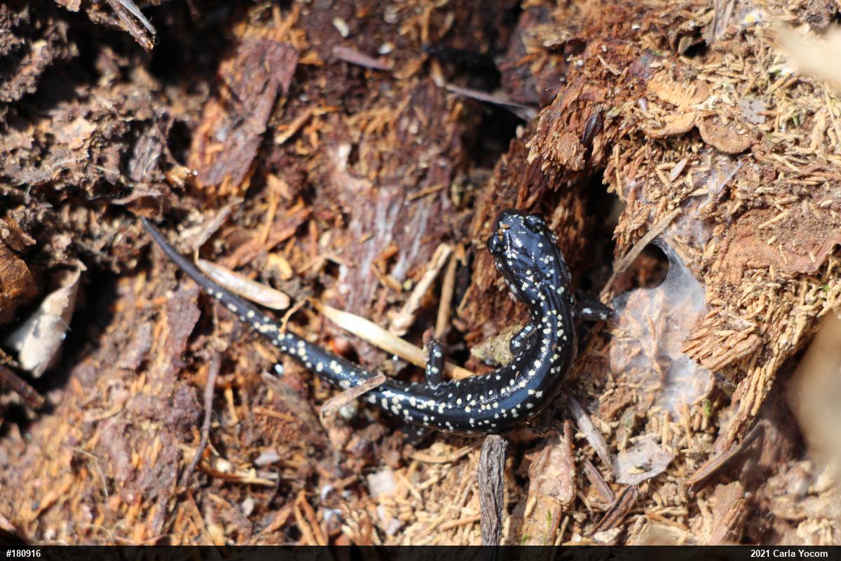 Northern Slimy Salamander