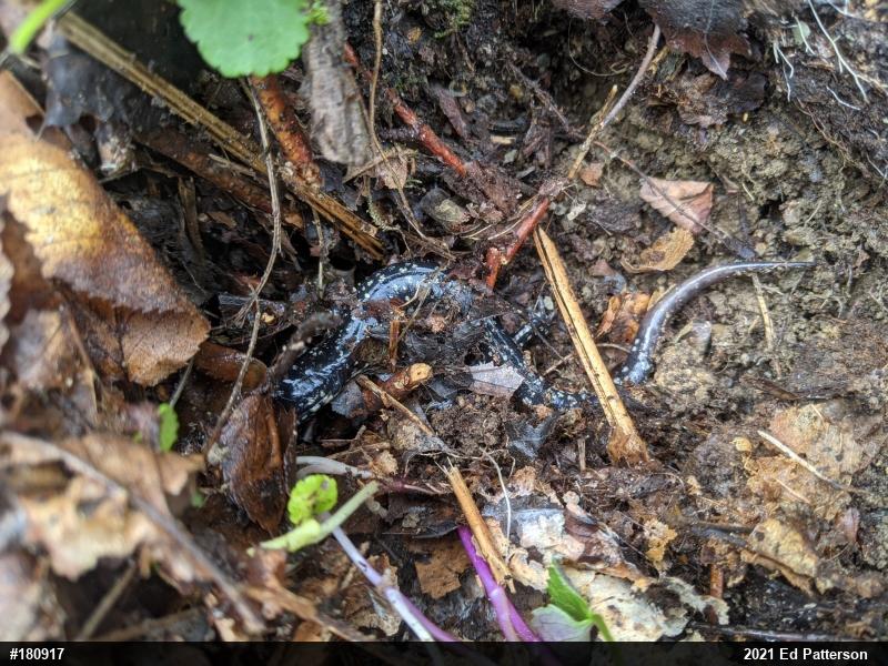 Northern Slimy Salamander