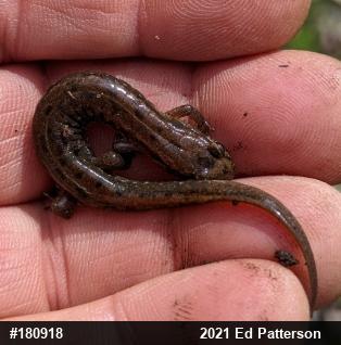 Northern Dusky Salamander