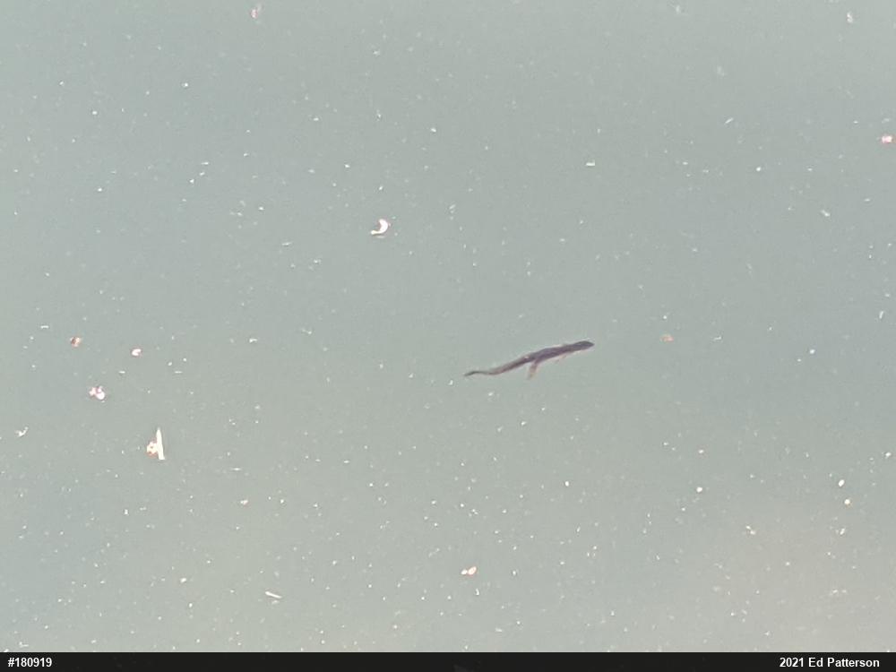 Red-spotted Newt