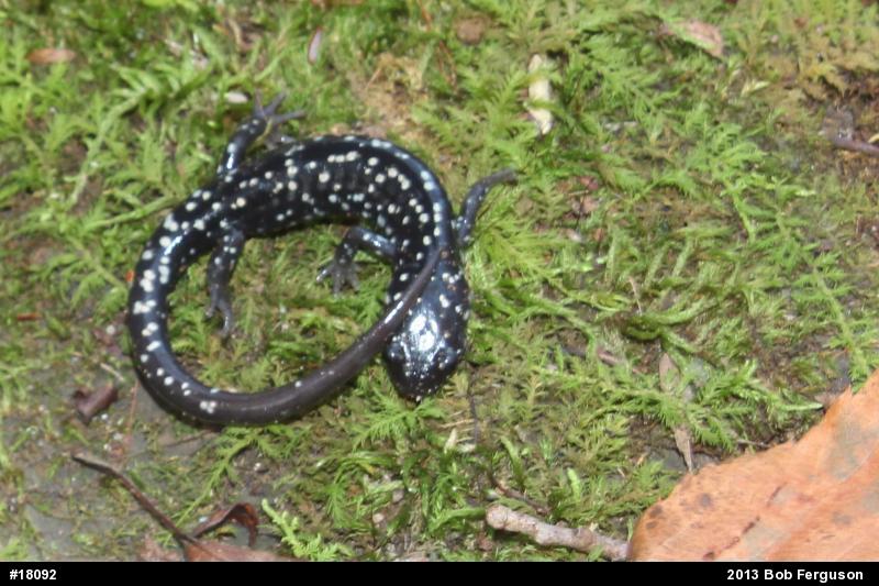 Northern Slimy Salamander