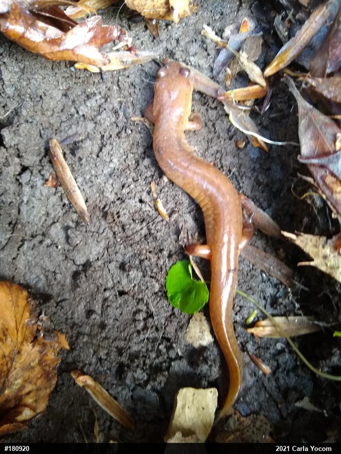 Northern Spring Salamander