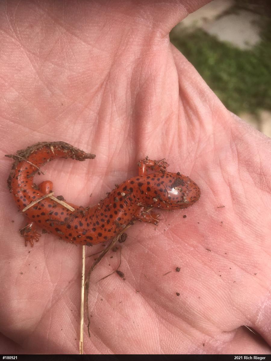 Northern Red Salamander