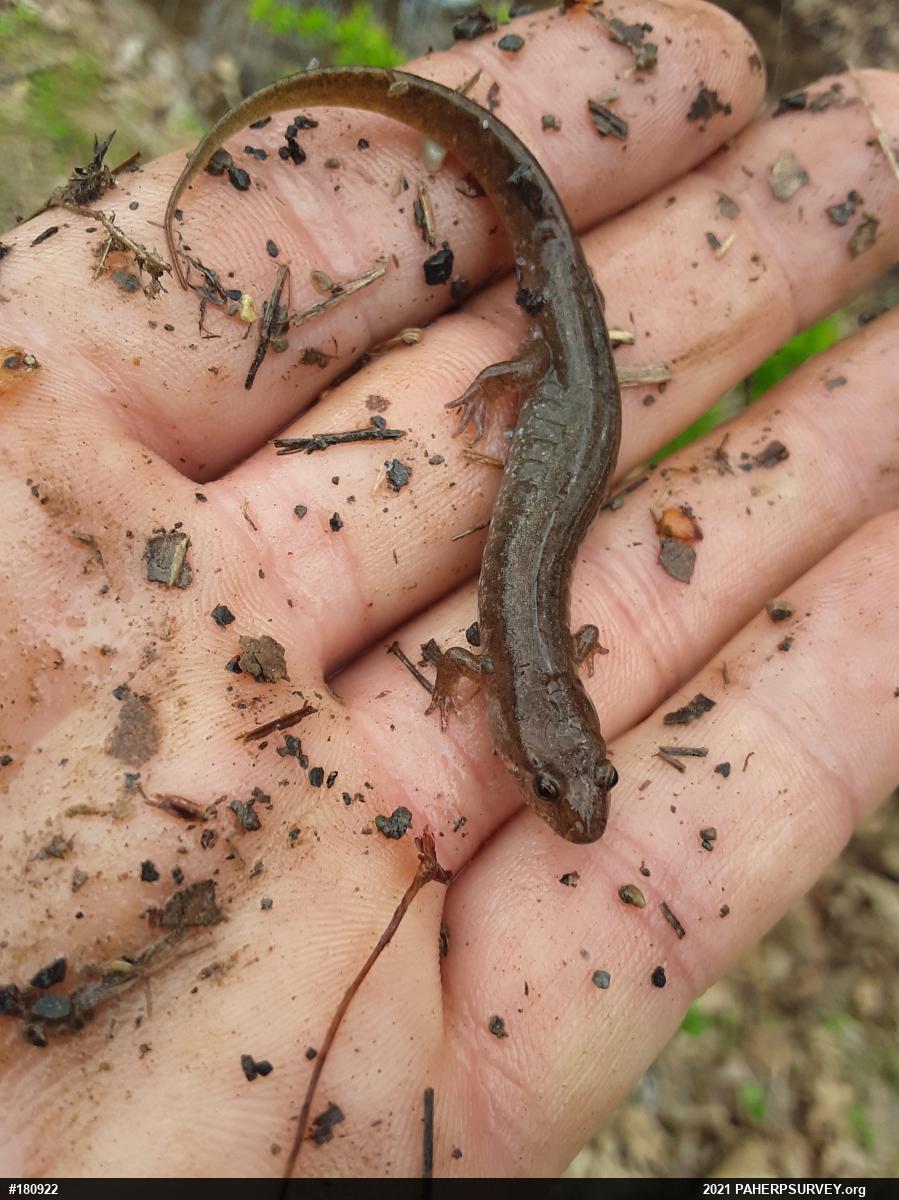 Northern Dusky Salamander