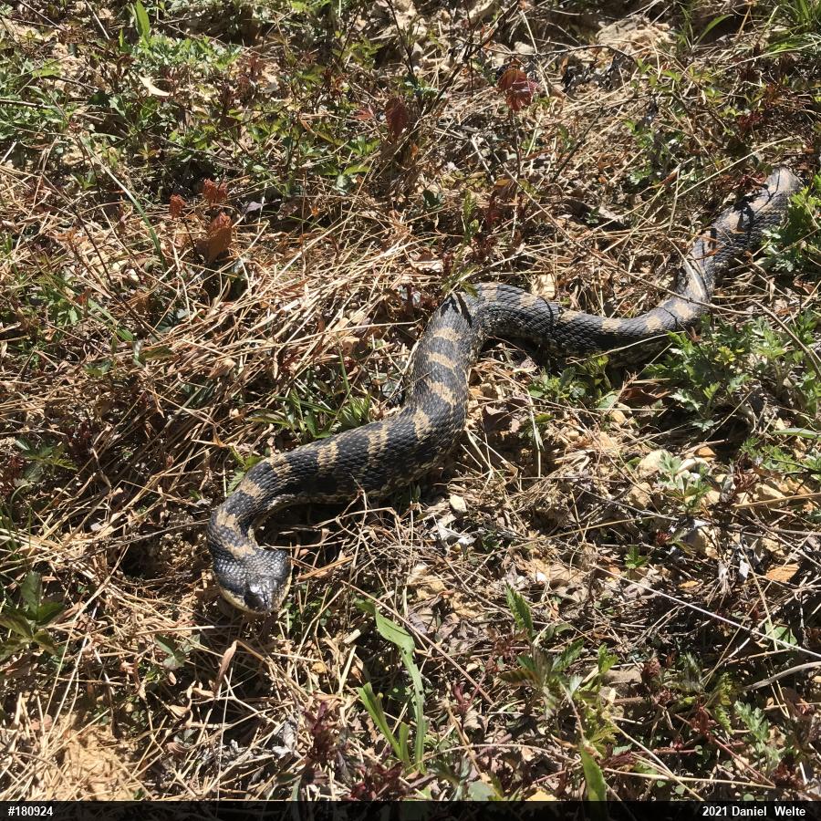 Eastern Hog-nosed Snake