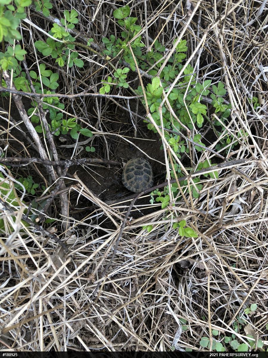 Spotted Turtle