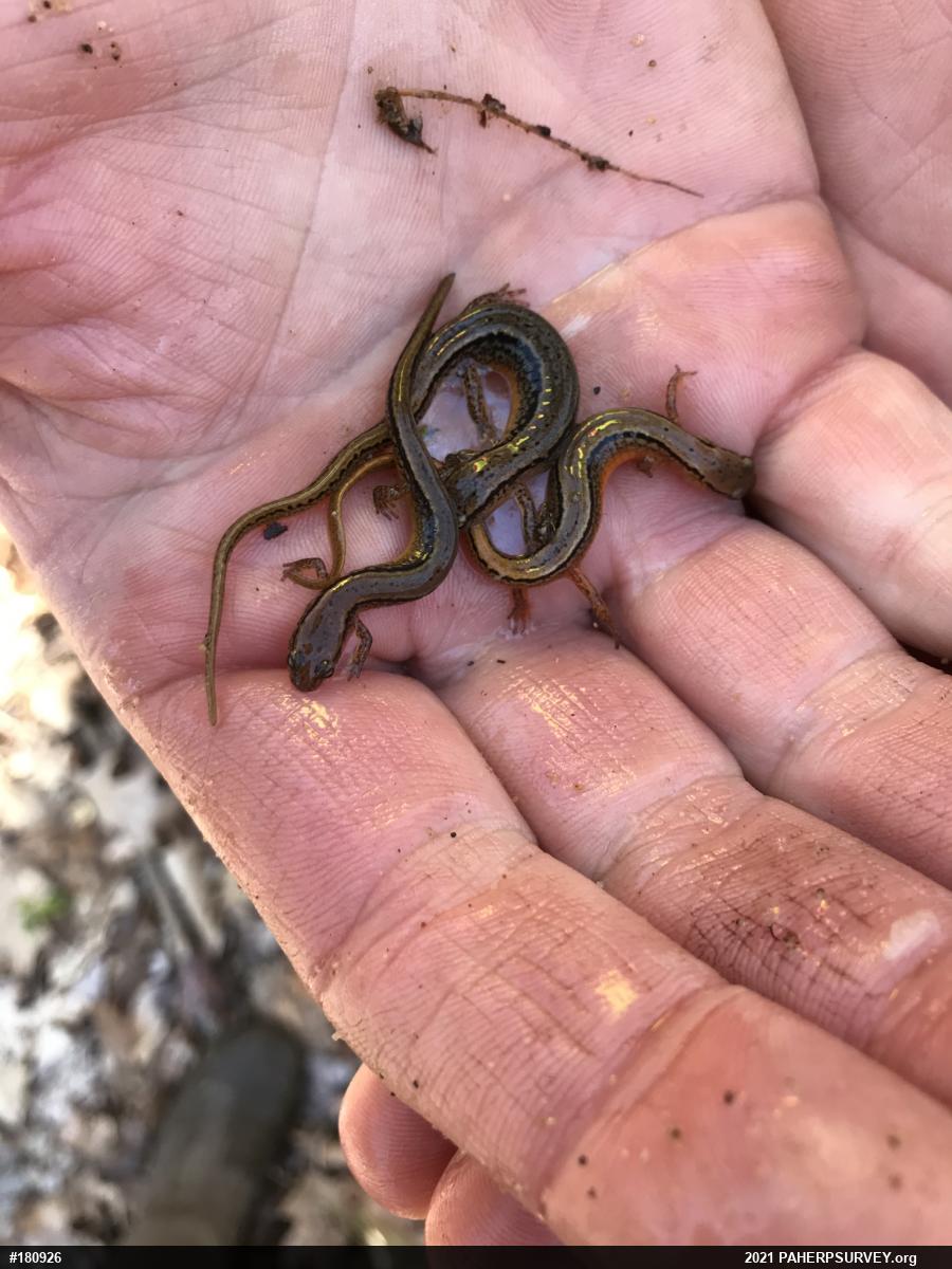Northern Two-lined Salamander