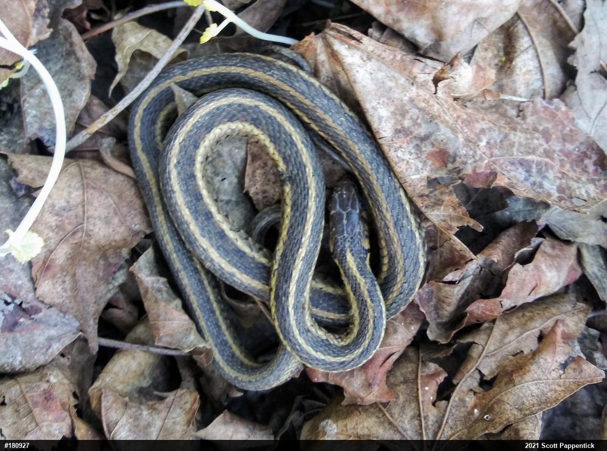 Eastern Gartersnake