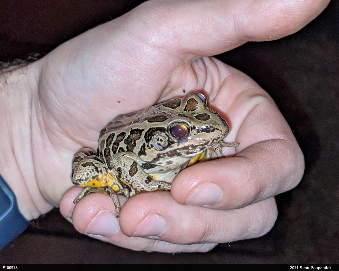 Pickerel Frog