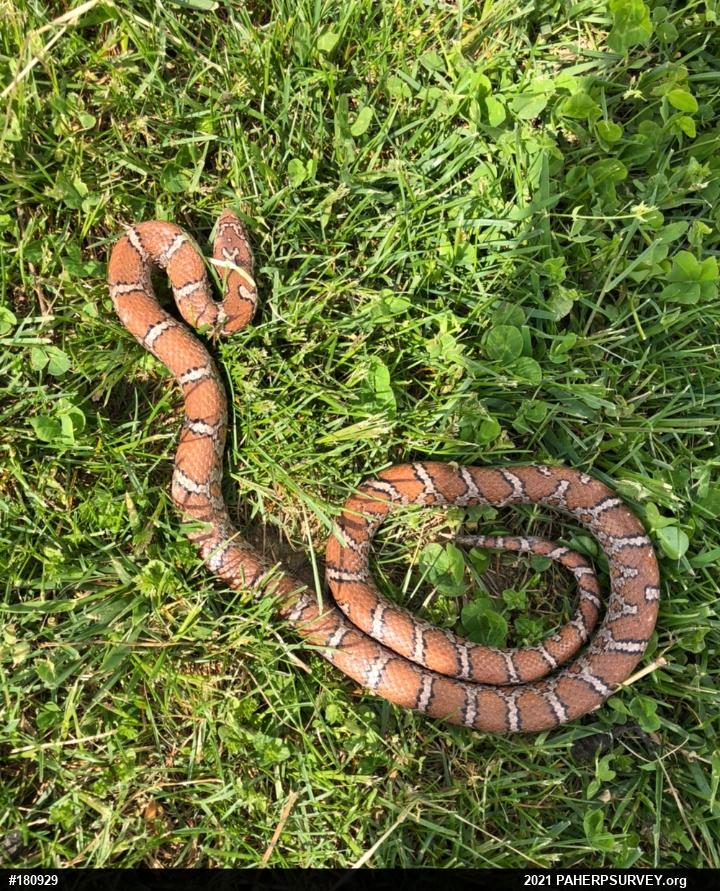 Eastern Milksnake