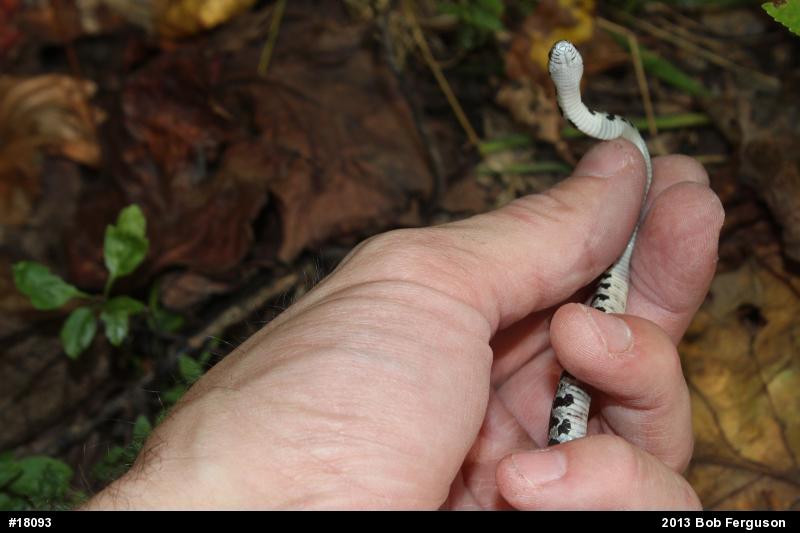 Eastern Milksnake