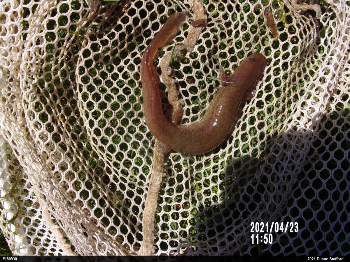 Northern Spring Salamander