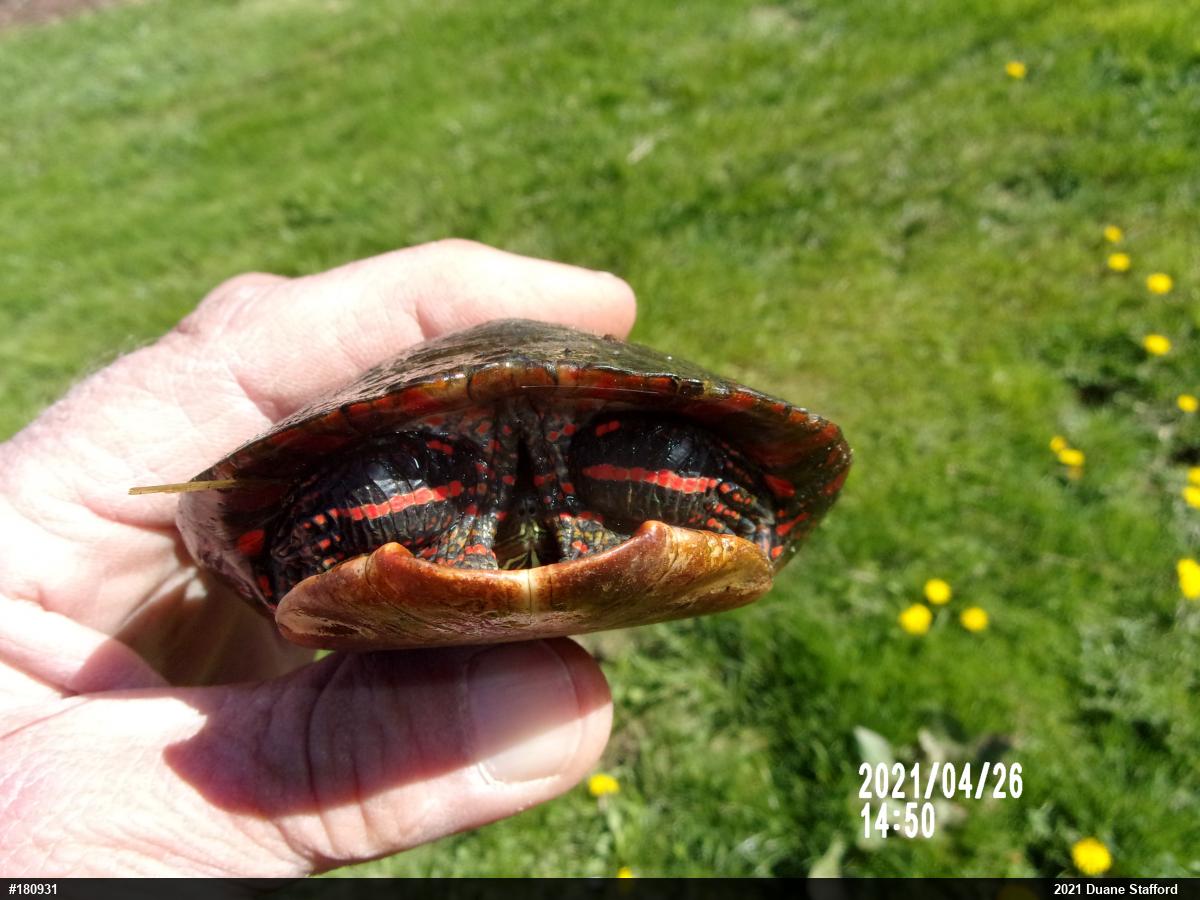 Midland Painted Turtle