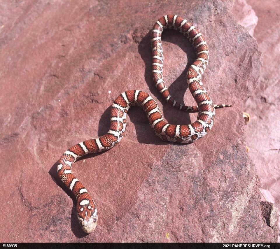 Eastern Milksnake