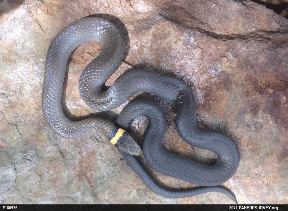 Northern Ring-necked Snake