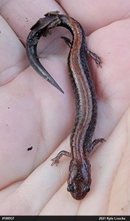 Eastern Red-backed  Salamander