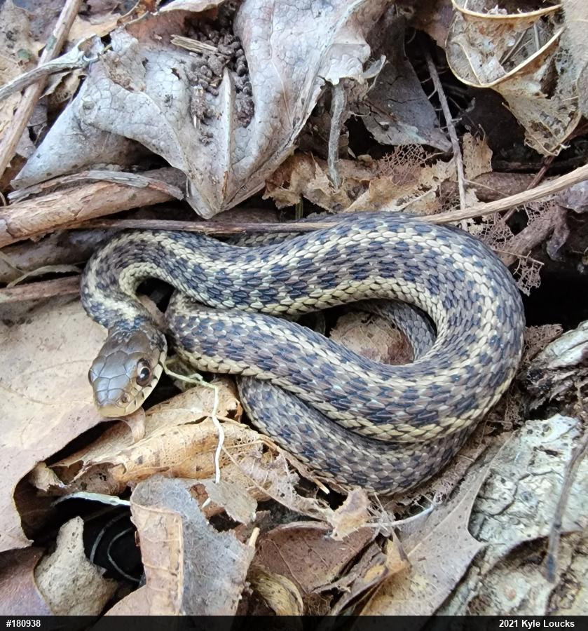 Eastern Gartersnake