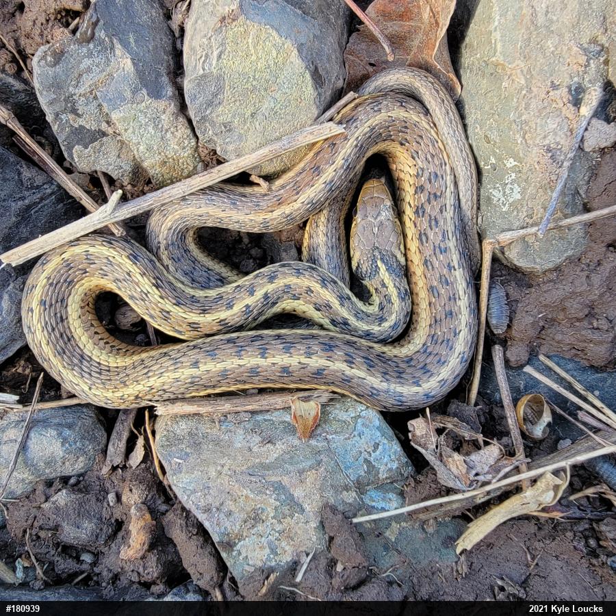 Eastern Gartersnake